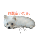✩斉藤家のわんこたち✩（個別スタンプ：25）