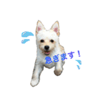 ✩斉藤家のわんこたち✩（個別スタンプ：26）