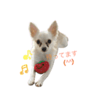 ✩斉藤家のわんこたち✩（個別スタンプ：28）