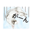 ✩斉藤家のわんこたち✩（個別スタンプ：34）