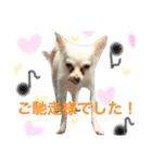 ✩斉藤家のわんこたち✩（個別スタンプ：35）