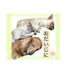 ✩斉藤家のわんこたち✩（個別スタンプ：36）