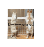 ✩斉藤家のわんこたち✩（個別スタンプ：39）