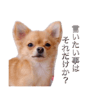 鈴木家の愉快なわんこたち1（個別スタンプ：2）