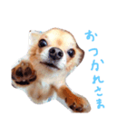 鈴木家の愉快なわんこたち1（個別スタンプ：3）