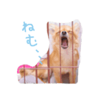 鈴木家の愉快なわんこたち1（個別スタンプ：5）