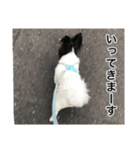 パピヨン犬ラテ君の日常（個別スタンプ：1）
