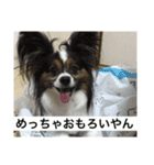 パピヨン犬ラテ君の日常（個別スタンプ：2）