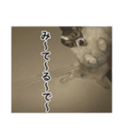 パピヨン犬ラテ君の日常（個別スタンプ：3）
