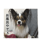 パピヨン犬ラテ君の日常（個別スタンプ：4）