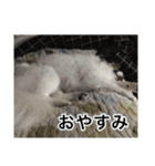 パピヨン犬ラテ君の日常（個別スタンプ：5）