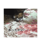 パピヨン犬ラテ君の日常（個別スタンプ：6）