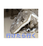 パピヨン犬ラテ君の日常（個別スタンプ：7）