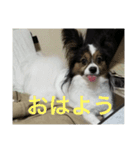 パピヨン犬ラテ君の日常（個別スタンプ：8）