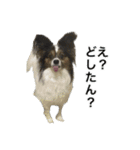 パピヨン犬ラテ君の日常（個別スタンプ：9）
