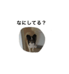 パピヨン犬ラテ君の日常（個別スタンプ：10）
