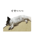 パピヨン犬ラテ君の日常（個別スタンプ：11）
