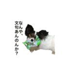 パピヨン犬ラテ君の日常（個別スタンプ：12）
