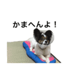 パピヨン犬ラテ君の日常（個別スタンプ：14）