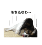パピヨン犬ラテ君の日常（個別スタンプ：16）