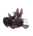 jig. wap（個別スタンプ：1）
