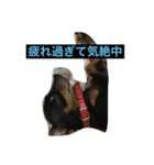 jig. wap（個別スタンプ：8）