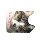 myu_chan（個別スタンプ：1）