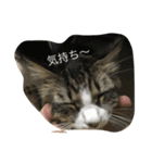 myu_chan（個別スタンプ：2）