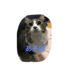 myu_chan（個別スタンプ：5）