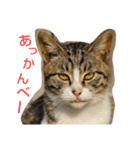 Street cats（個別スタンプ：1）