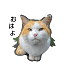 Street cats（個別スタンプ：2）
