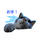 Street cats（個別スタンプ：3）