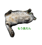 Street cats（個別スタンプ：4）
