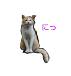 Street cats（個別スタンプ：5）