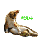 Street cats（個別スタンプ：6）