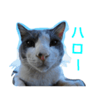 Street cats（個別スタンプ：8）
