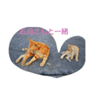 Street cats（個別スタンプ：10）