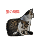 Street cats（個別スタンプ：11）