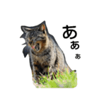Street cats（個別スタンプ：12）