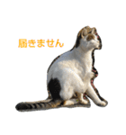 Street cats（個別スタンプ：13）
