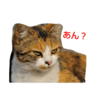 Street cats（個別スタンプ：15）