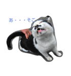 Street cats（個別スタンプ：16）