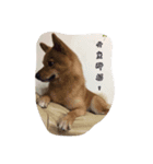 Baibaiwu（個別スタンプ：3）