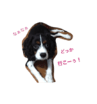 キャバリアの茶葉スタンプ No,1（個別スタンプ：8）