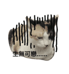 cow 5 brother（個別スタンプ：3）