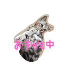 僕はテトです。（個別スタンプ：1）