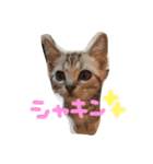僕はテトです。（個別スタンプ：3）