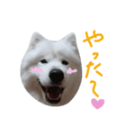 サモエドラルのもふもふスタンプ2（個別スタンプ：6）