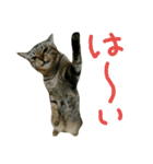 ニアと愉快なお友達2（個別スタンプ：1）