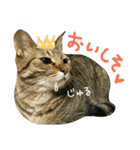 ニアと愉快なお友達2（個別スタンプ：20）